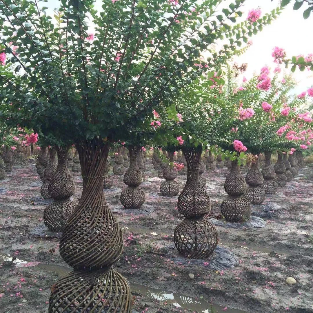 顺风顺水老桩葫芦 庭院盆景 一体老桩 花期长