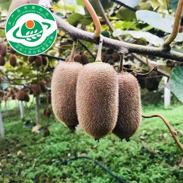 修文猕猴桃贵州12粒50g左右小果贵长绿心奇异果孕妇水果新鲜包邮