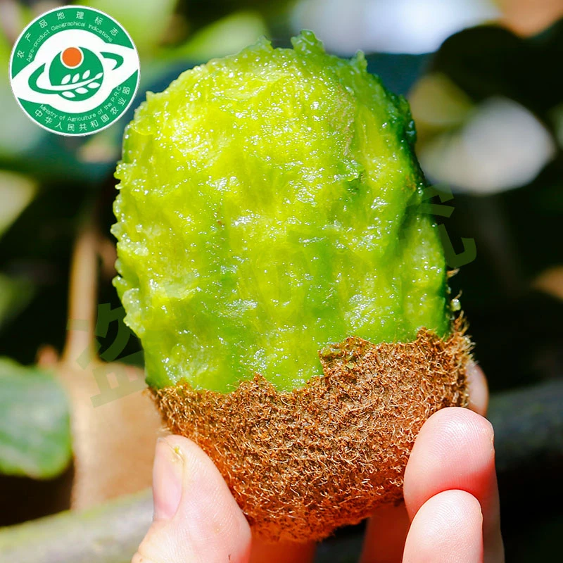 【宗钉钉专属】贵州修文贵长猕猴桃35粒(60~75g)爆款美味新鲜奇异果