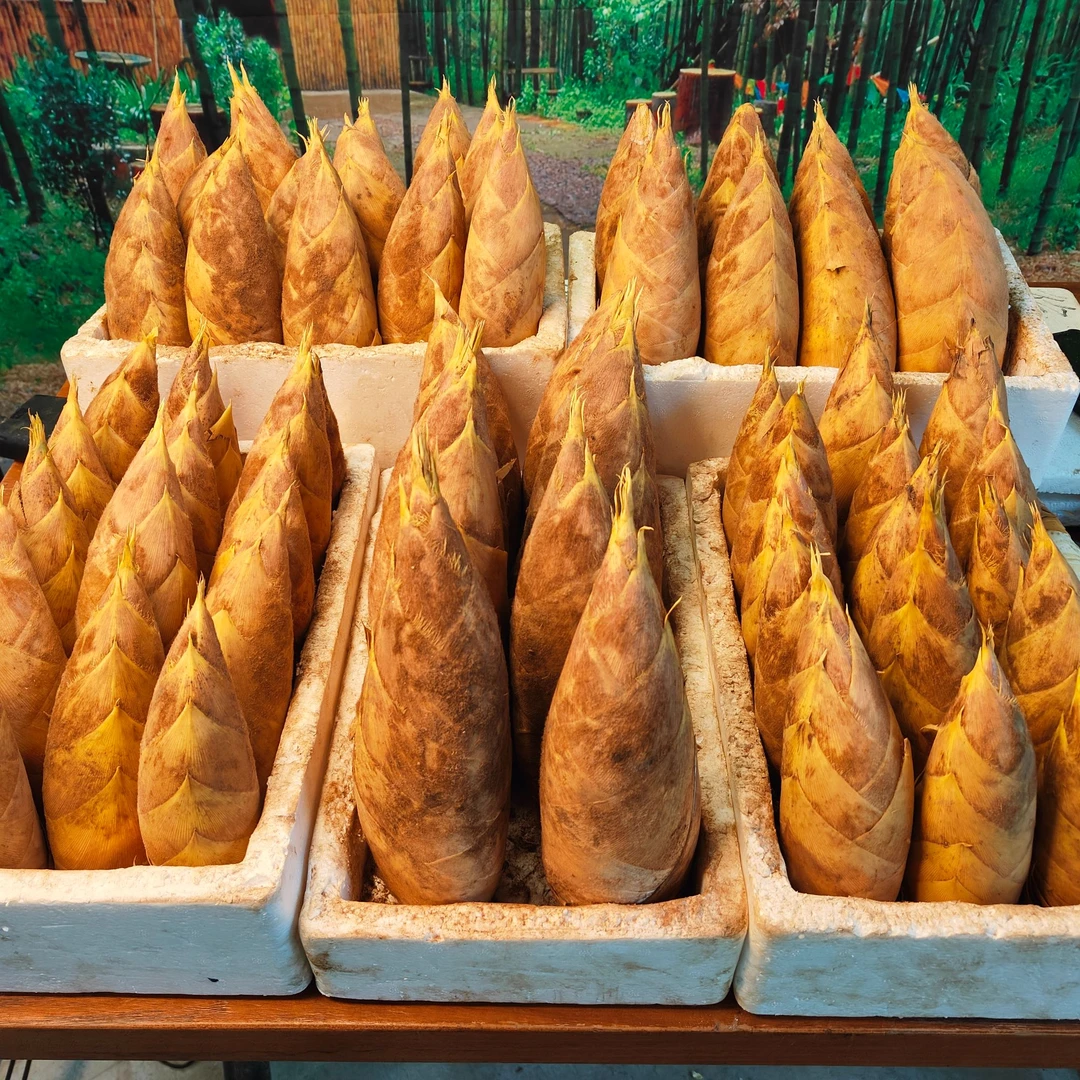 2024新鲜江西高山黄泥冬笋现挖现发顺丰包邮到家