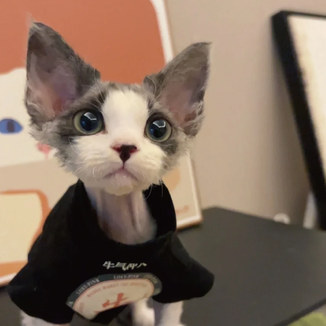 【老赵讲猫】德文卷毛猫