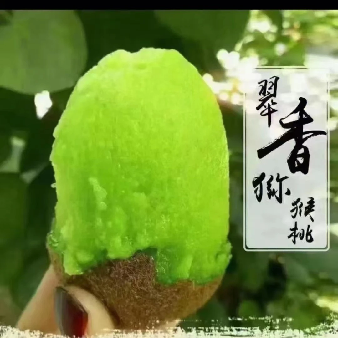 [陕西周至翠香猕猴桃]现采现摘香甜多汁原产地发货坏果包赔50g起