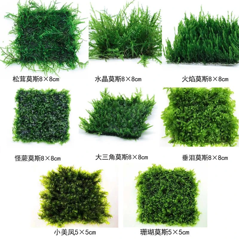 莫斯水草活体鱼缸沉木造景水晶火焰垂泪松茸怪厥三角阴性前景