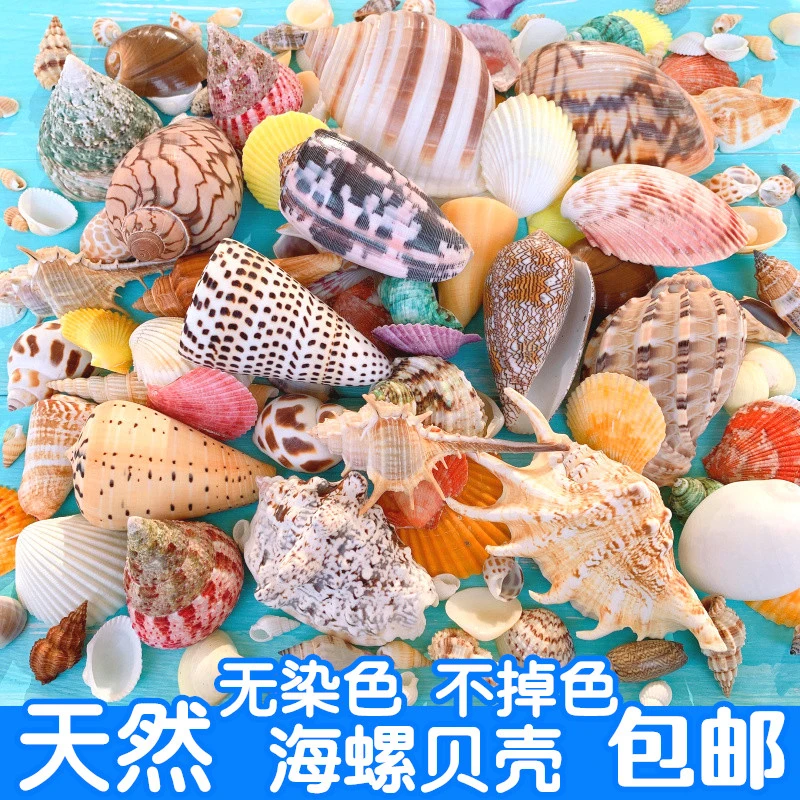 天然贝壳大海螺海星鱼缸造景装饰摆件卷贝鱼寄居蟹壳盆栽多肉造景