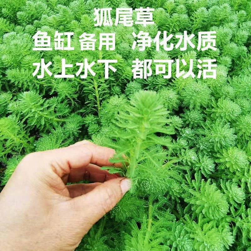 真水草羽毛狐尾草狐尾藻水底面水培植物净化水质鱼缸活体水草造景