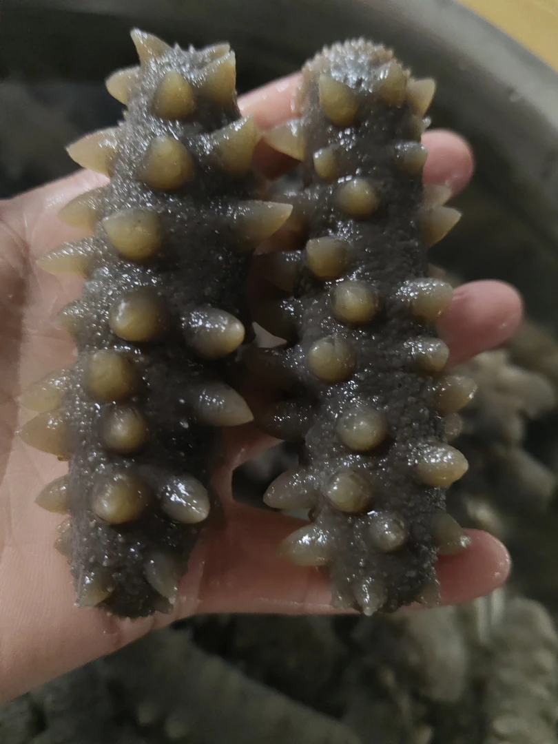 长海县小长山野生拉缸盐海参湿的半干海参（青岛发货）