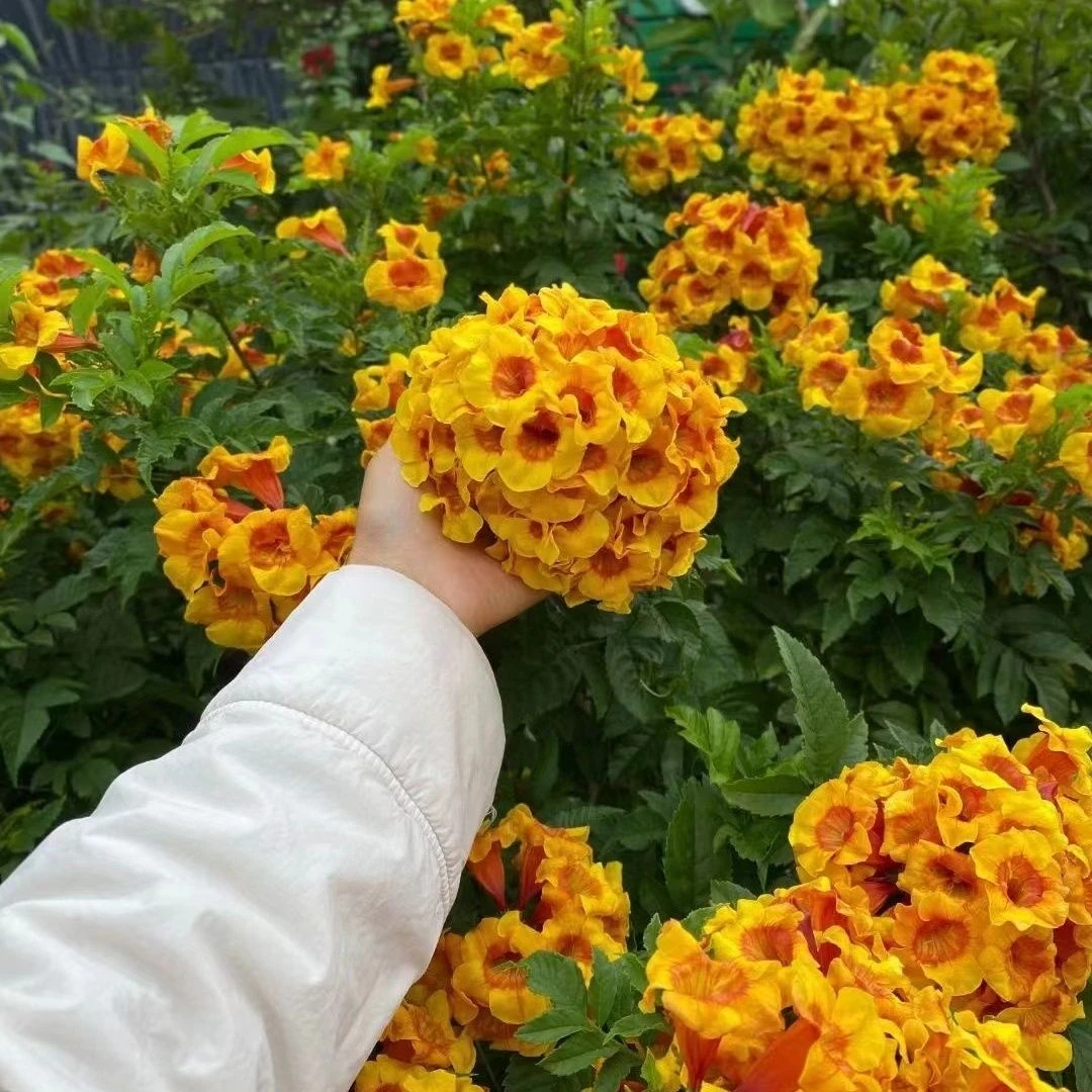 【橙钟花老桩】新品珍贵植物浓香盆栽花卉耐寒耐热多年生