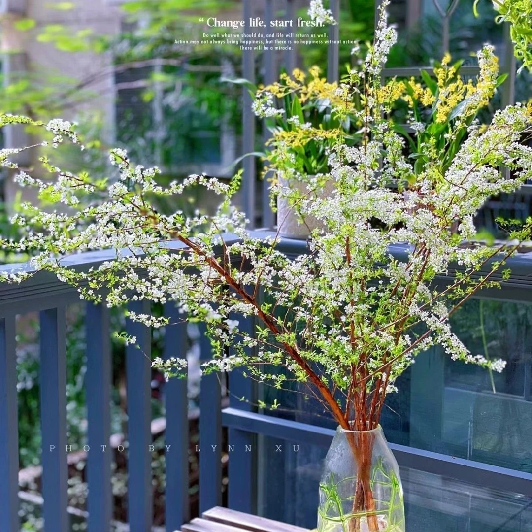 【7.8-20支】雪柳鲜枝水养干枝水培植物耐寒室内雪花卉绿植遇水开花