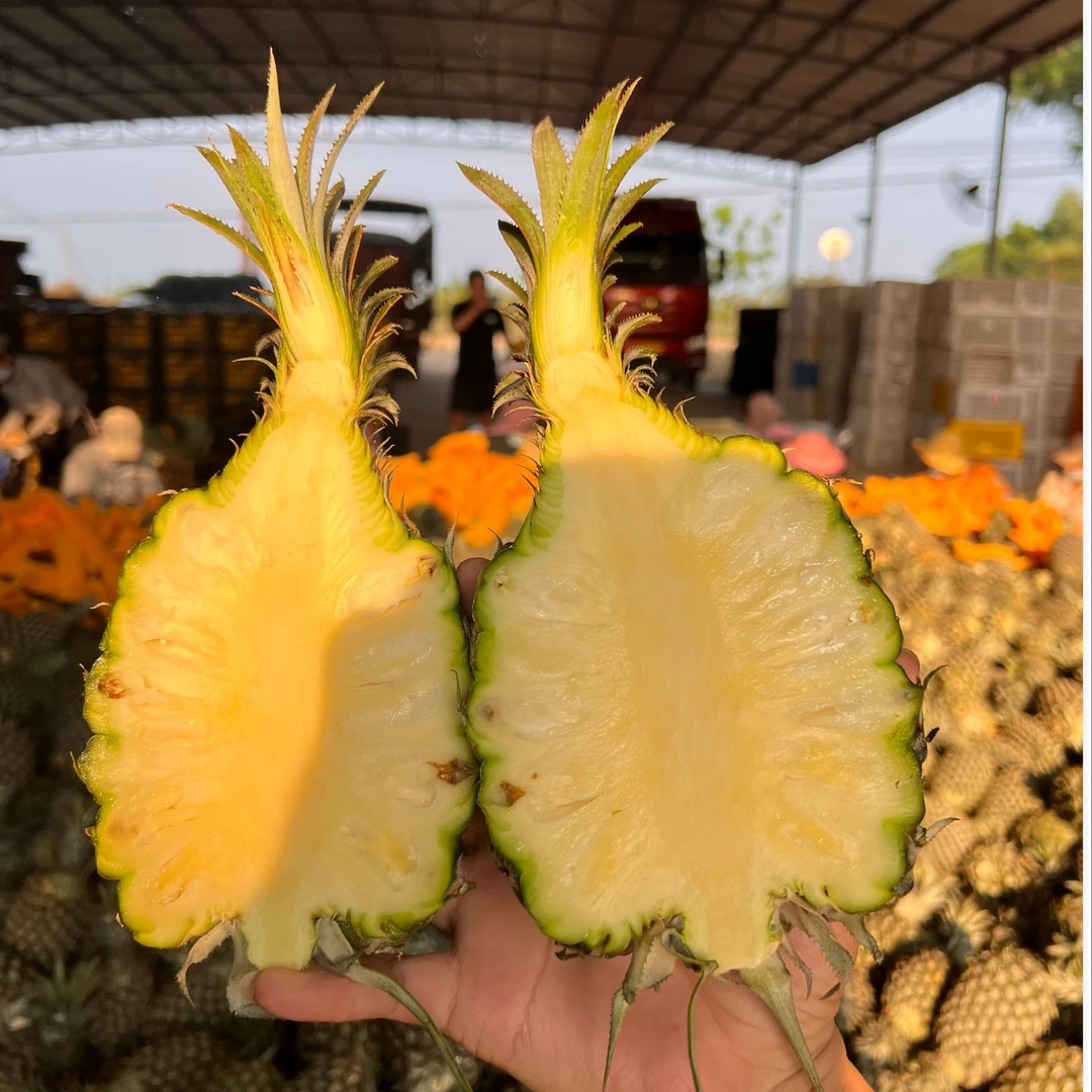 海南手撕凤梨净重4.6-5斤凤梨宝宝新鲜应季水果