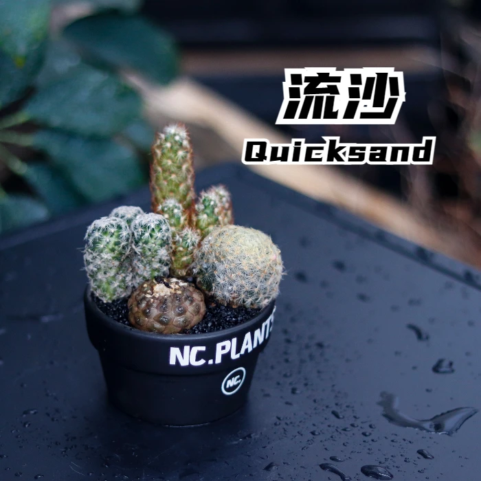 【NC.PLANTS 流沙】4种沙生植物组合盆栽 | 成品
