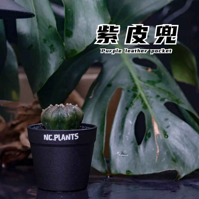 【NC.PLANTS 紫皮兜】新品福利｜仙人球 | 成品