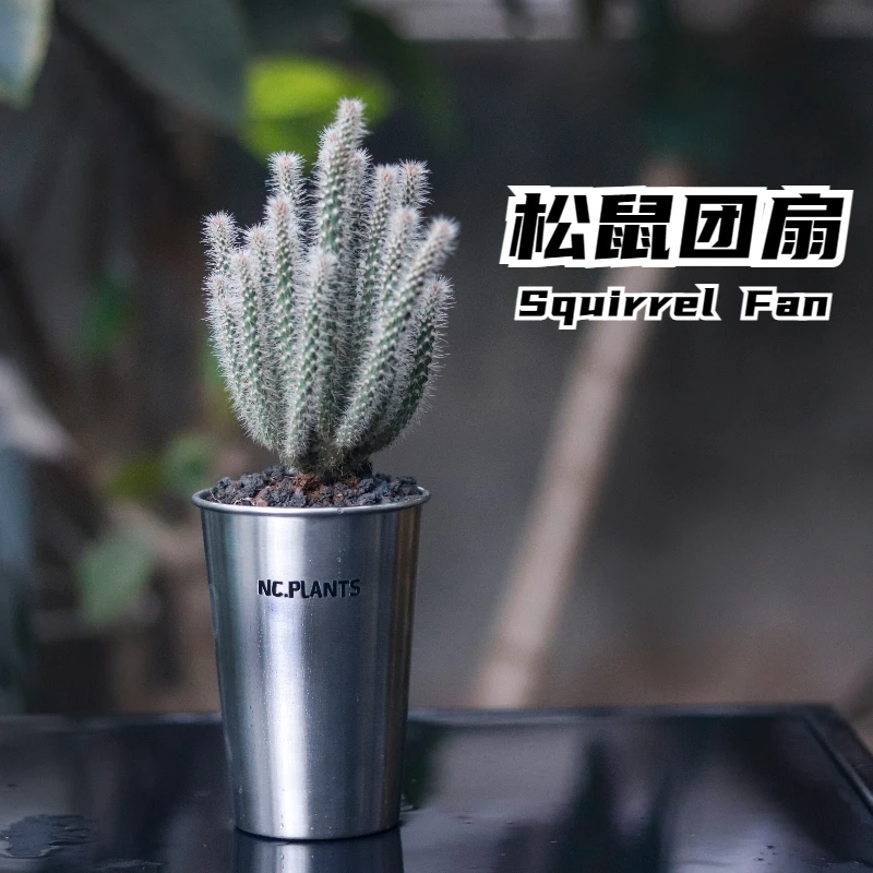 【NC.PLANTS 松鼠团扇】新品浮力 | 桌面植物 | 成品