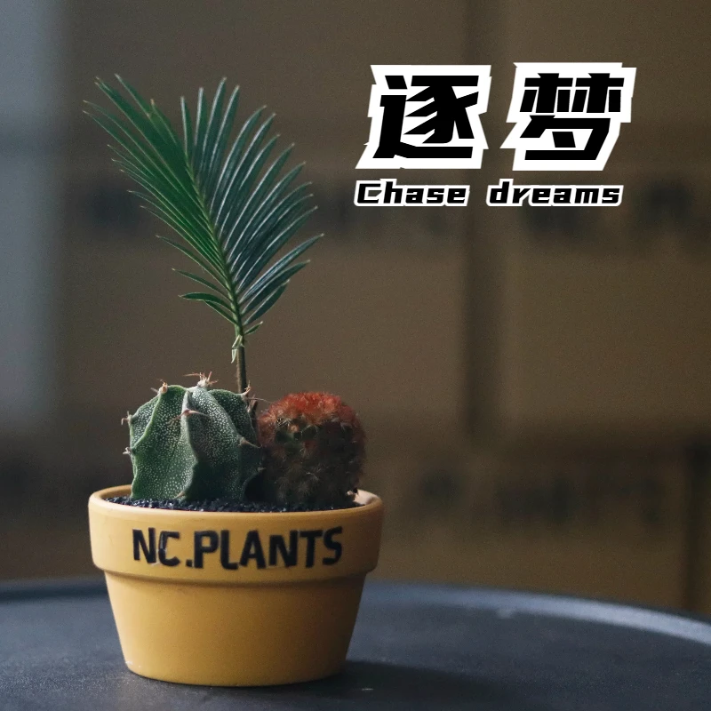 【NC.PLANTS 逐梦】3种沙生植物 | 成品 | 桌面微景观