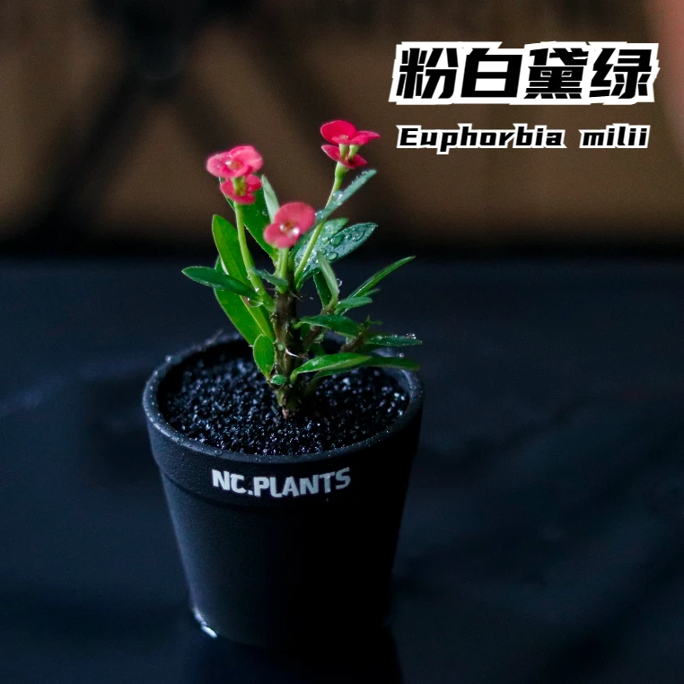 【NC.PLANTS 粉白黛绿】铁海棠 | 新品福利|带盆成品