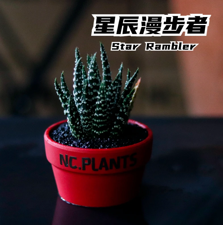 【NC.PLANTS 星辰漫步者】冬之星座 | 新品福利｜桌面植物｜成品
