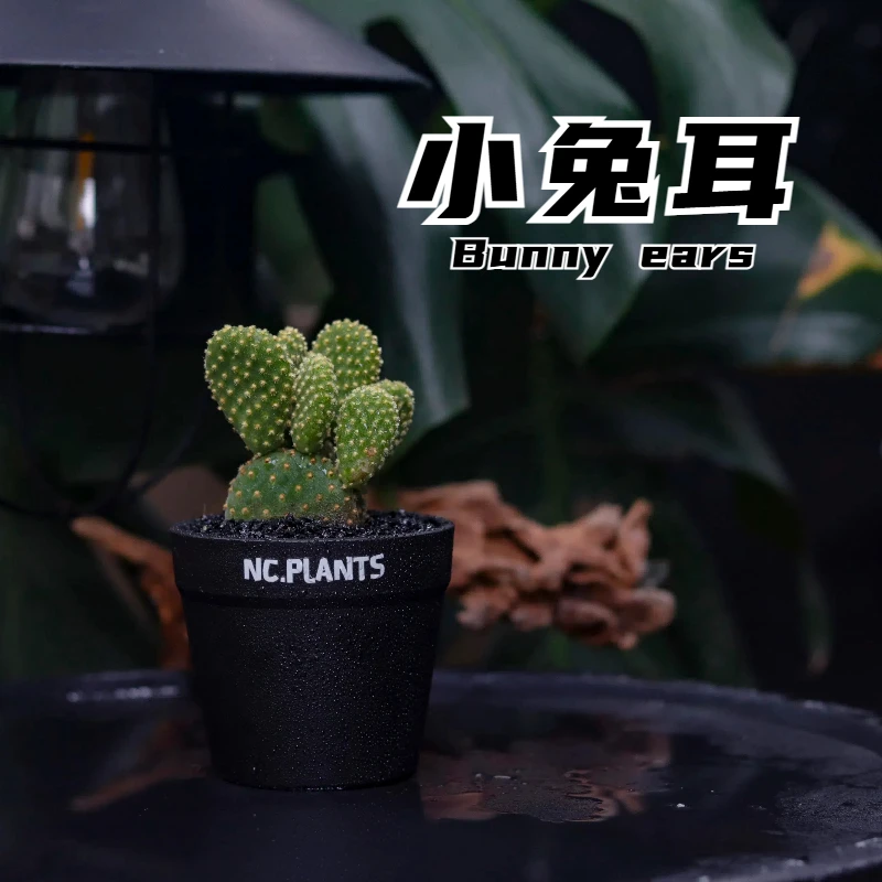 【NC.PLANTS 小兔耳】加热包发货 | 新品浮力 | 成品