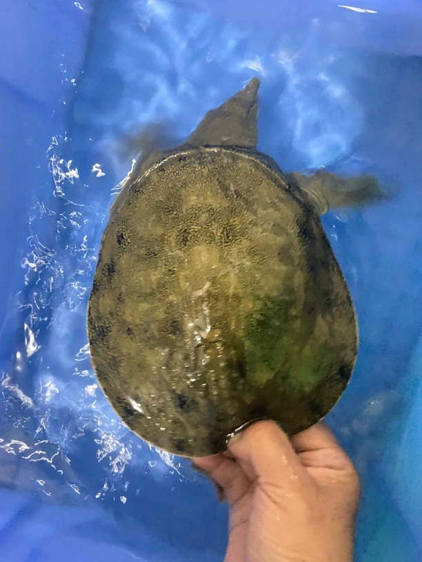 外塘散养2年半小甲鱼1斤-1斤多