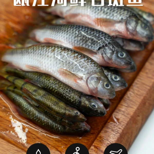 瓯江河鲜石斑鱼肉质细腻鲜美杀白后300g/盒