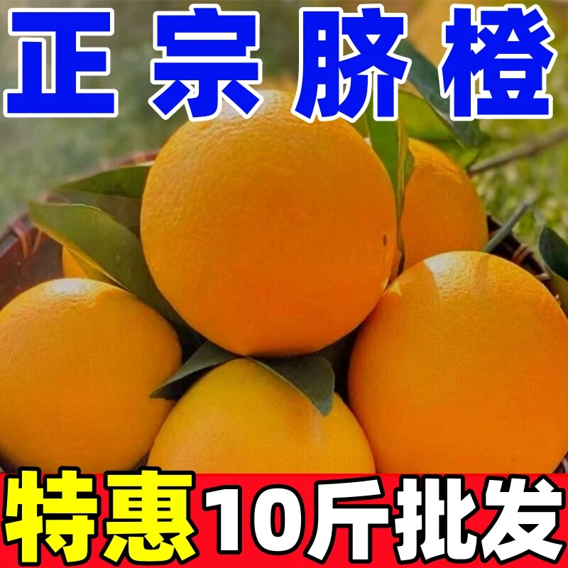 原产地现摘脐橙香采摘香甜果园发货新鲜水果自然种植薄皮橙子香甜