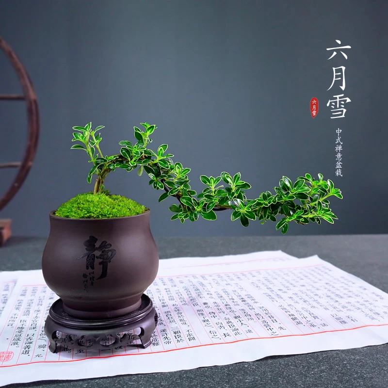 金边悬崖六月雪复古风格美观桌面迷你盆栽小茶宠微型盆景净化空气