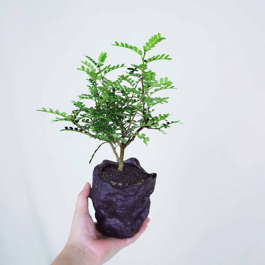 【清香胡椒木】茶桌玄关精致盆栽雅致室内室外净化空气 好养易活