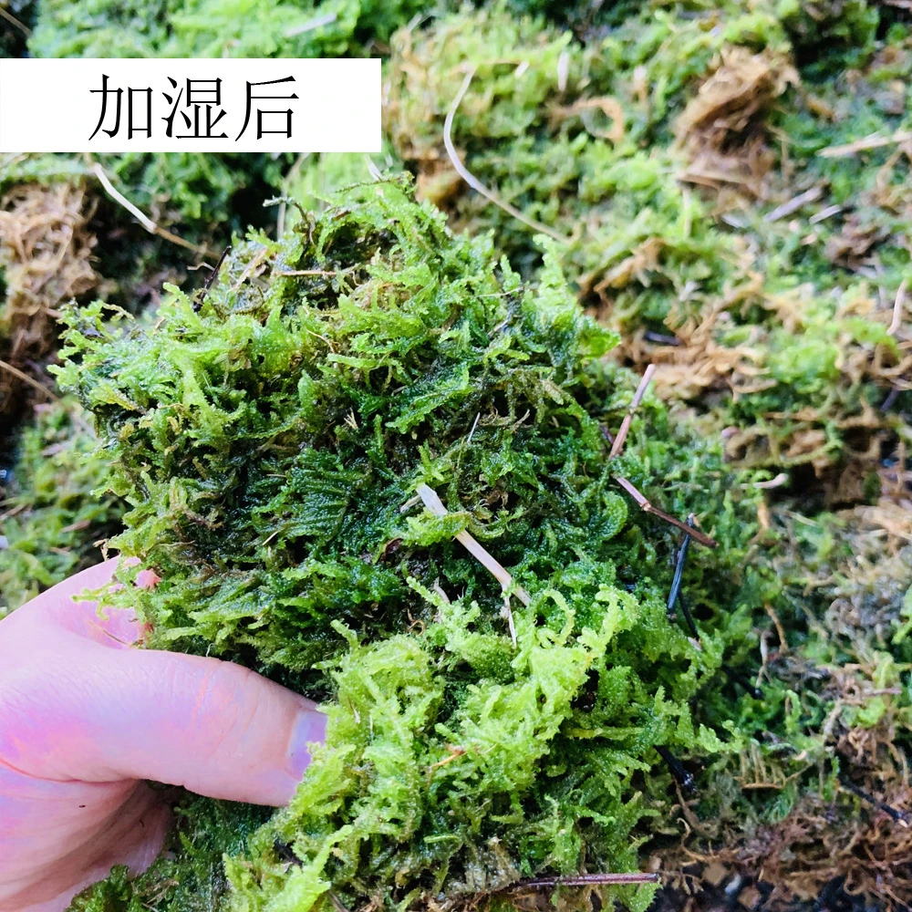 纯天然野生大灰藓青苔植物适用兰花文心兰盆栽造景植物