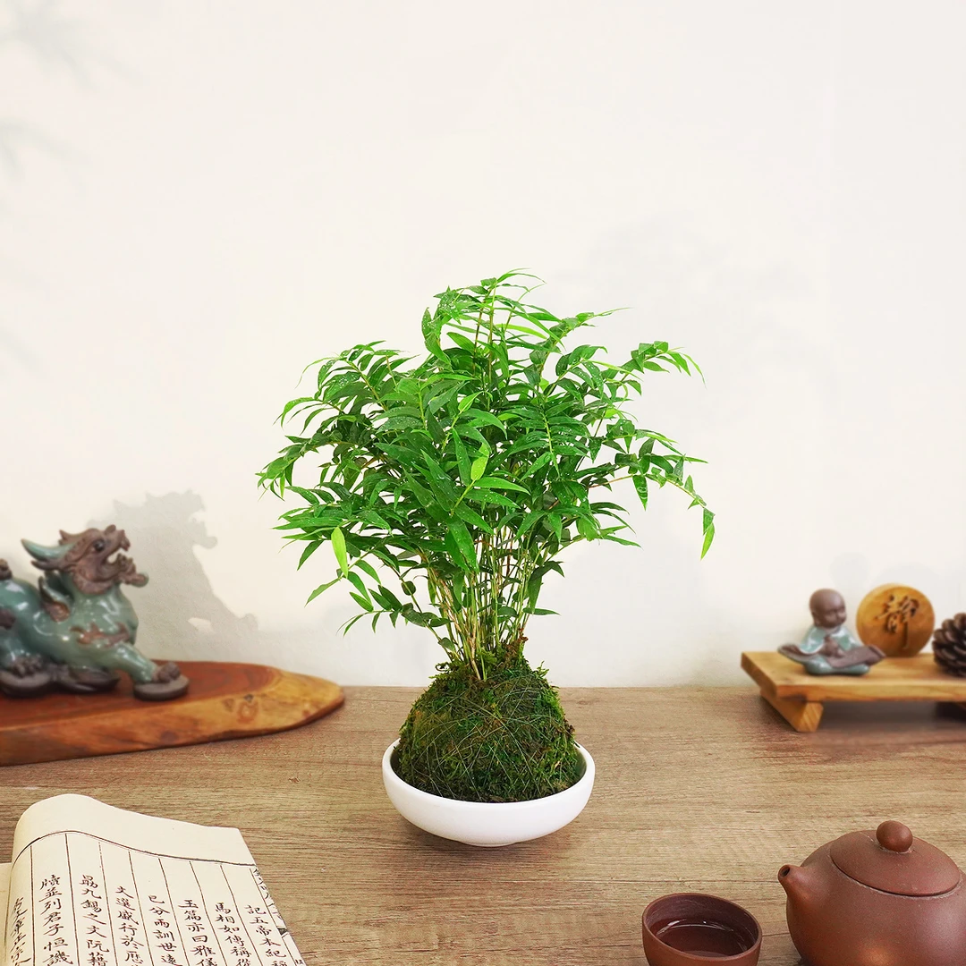 苔藓球小叶米竹盆栽桌面美观四季常青水培植物好养易活