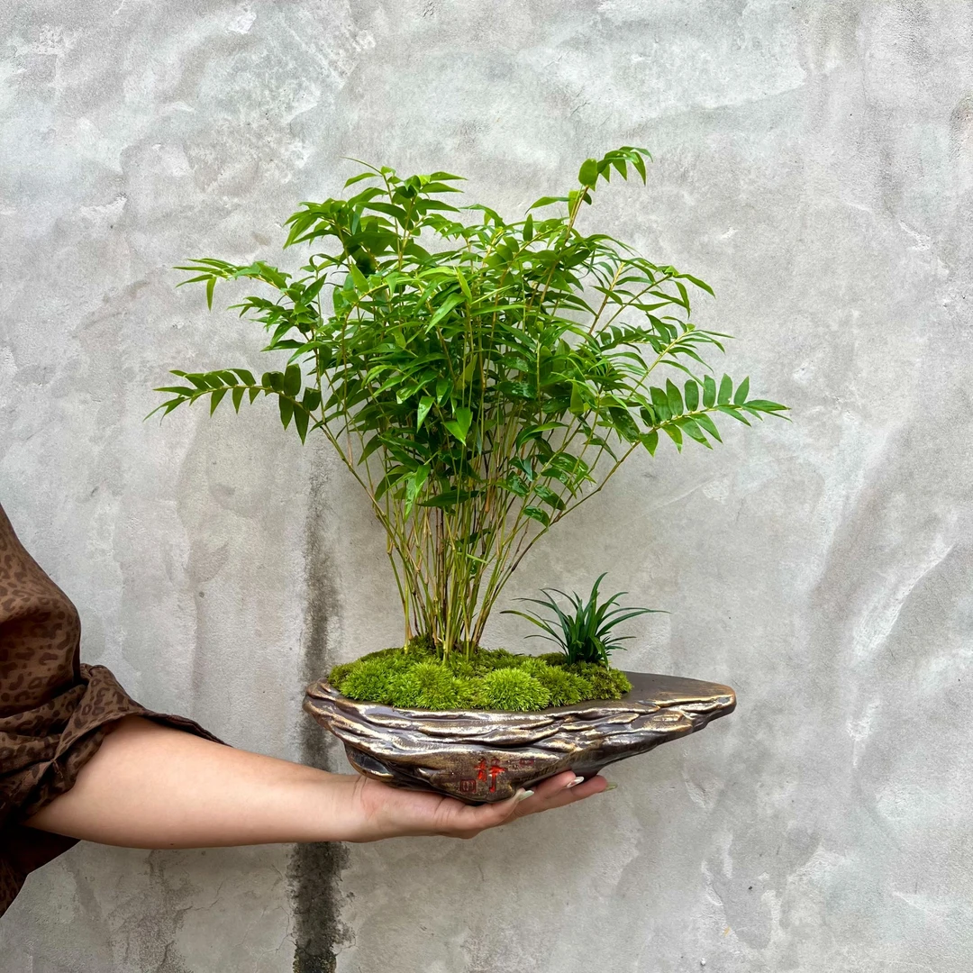 小叶米竹盆景室内绿植盆栽客厅好养桌面观叶植物四季办公室摆件