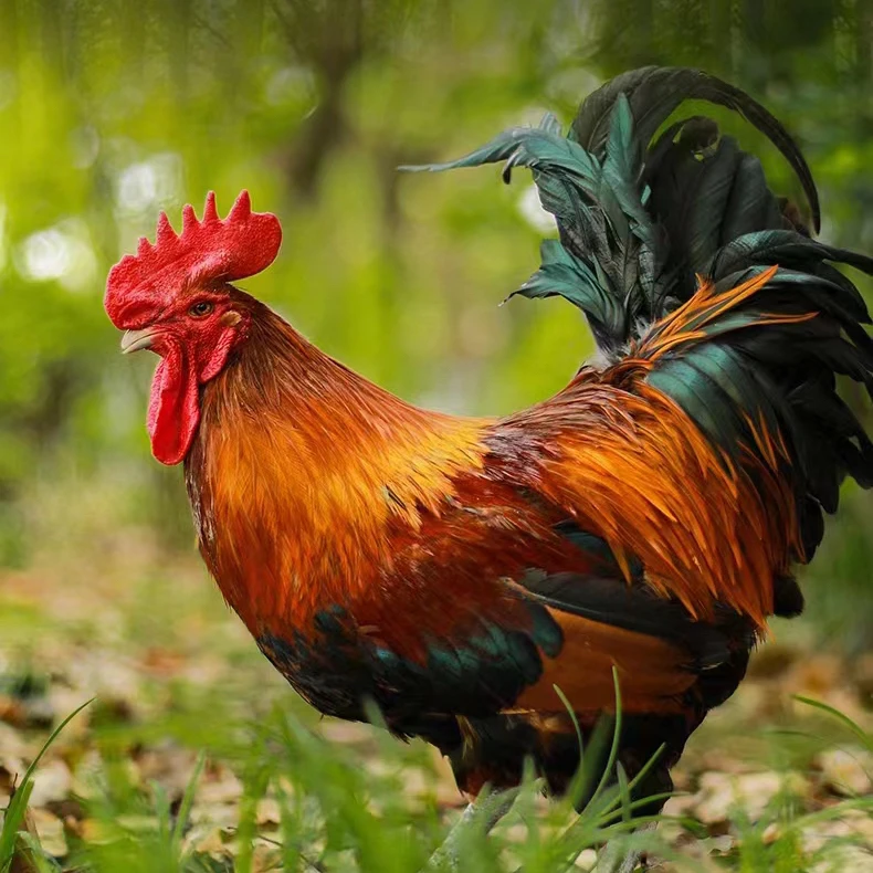 【唐支书推荐】农家散养土鸡（公鸡）现宰冷冻发货顺丰空运冷链