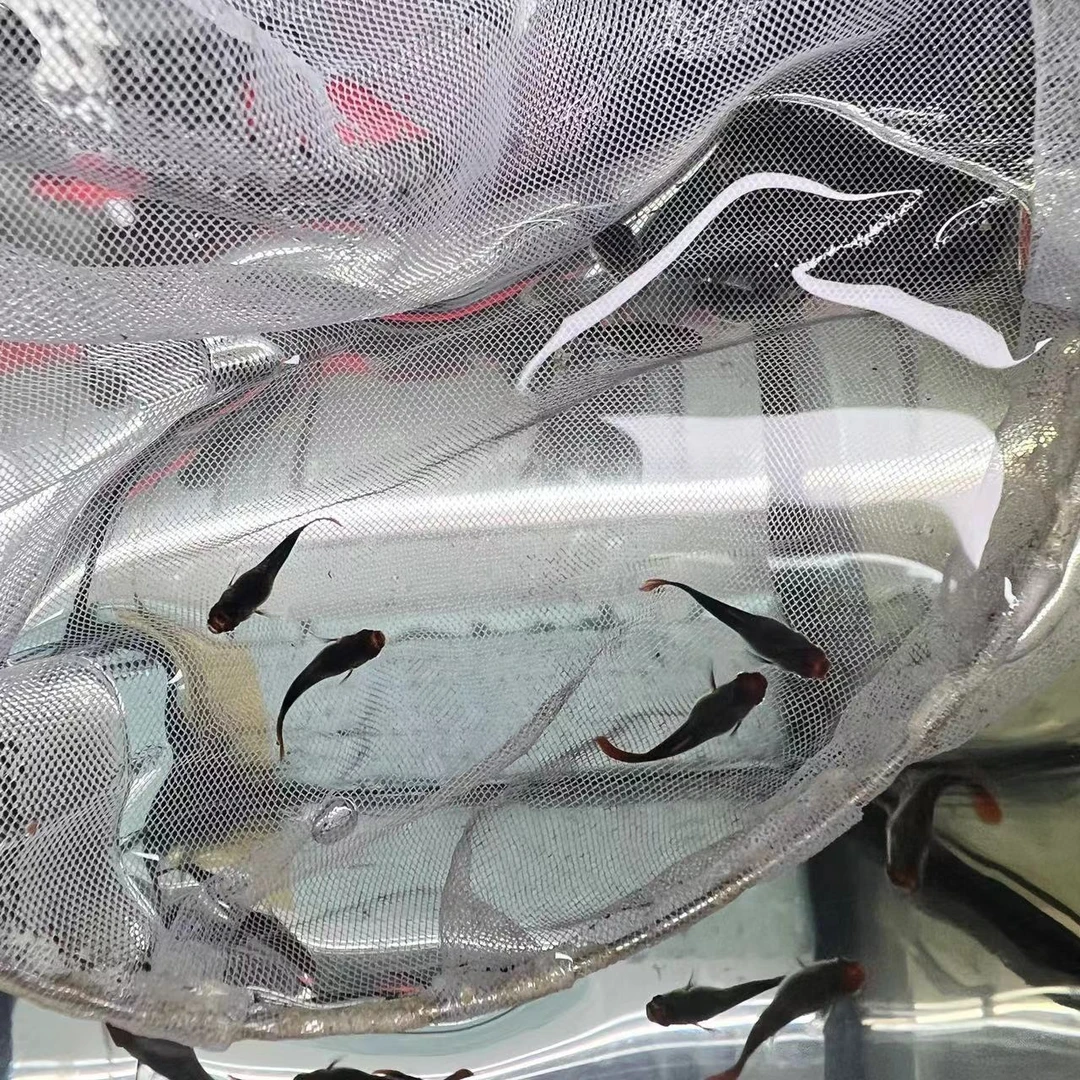 深海蓝短身球苗 4条