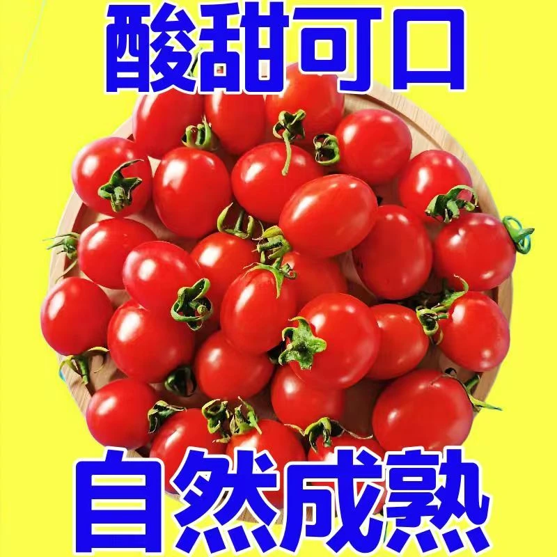 【小扬甄选】圣女果新鲜小番茄1-5斤水果当季蔬菜生吃自然熟孕妇