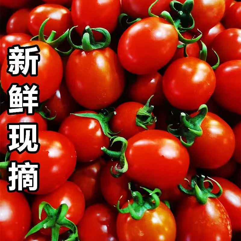 【东方臻选】圣女果新鲜现摘1-5斤包邮樱桃小番茄西红柿非千禧当季