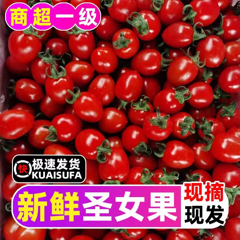 【东方臻选】圣女果小番茄当季水果小西红柿新鲜现摘千禧小番茄广西