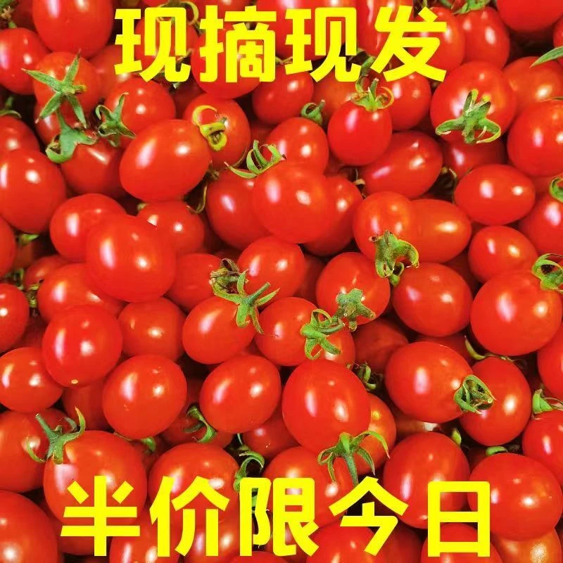 【小扬甄选】圣女果新鲜水果小番茄千禧小西红柿1-5斤孕妇樱桃水果