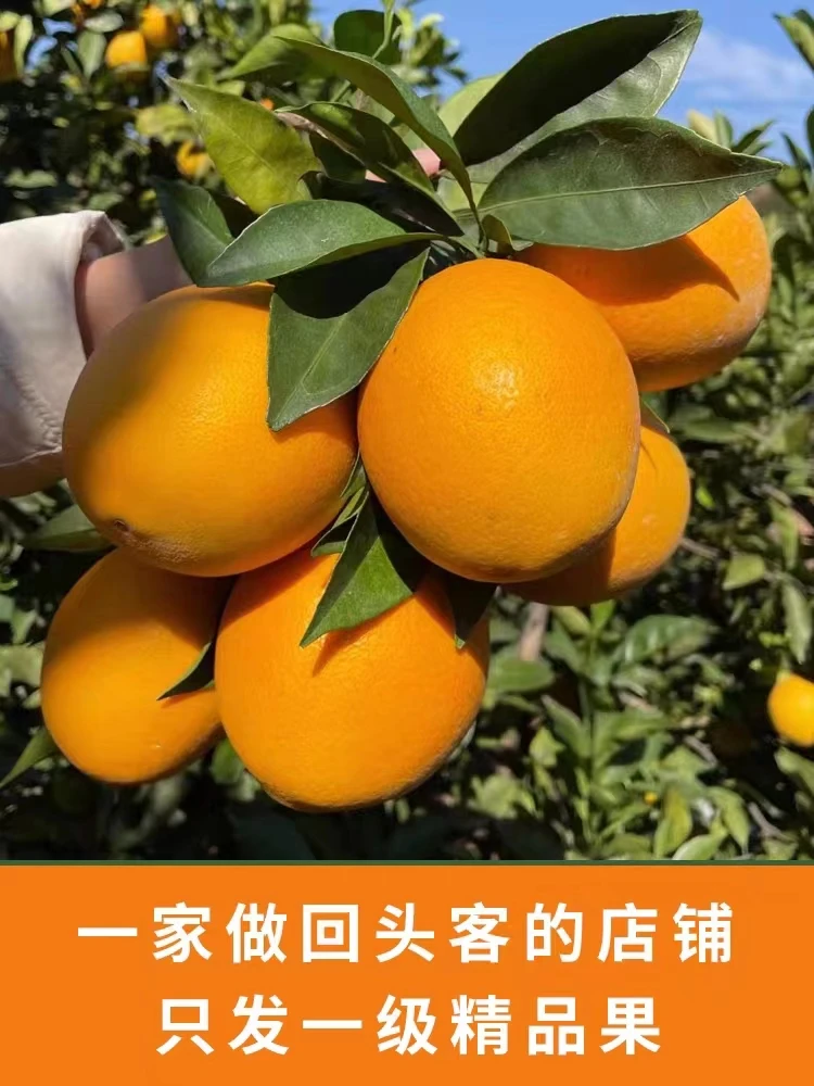 正宗赣南信丰脐橙5/10/20斤新鲜水果橙子现摘现发整箱香甜皮薄