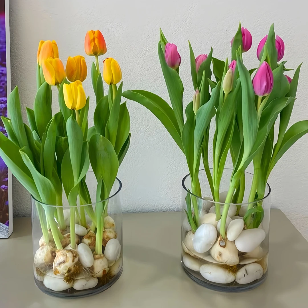 郁金香种球懒人水培成活春天原生耐寒四季种植郁金香春节盆栽花卉