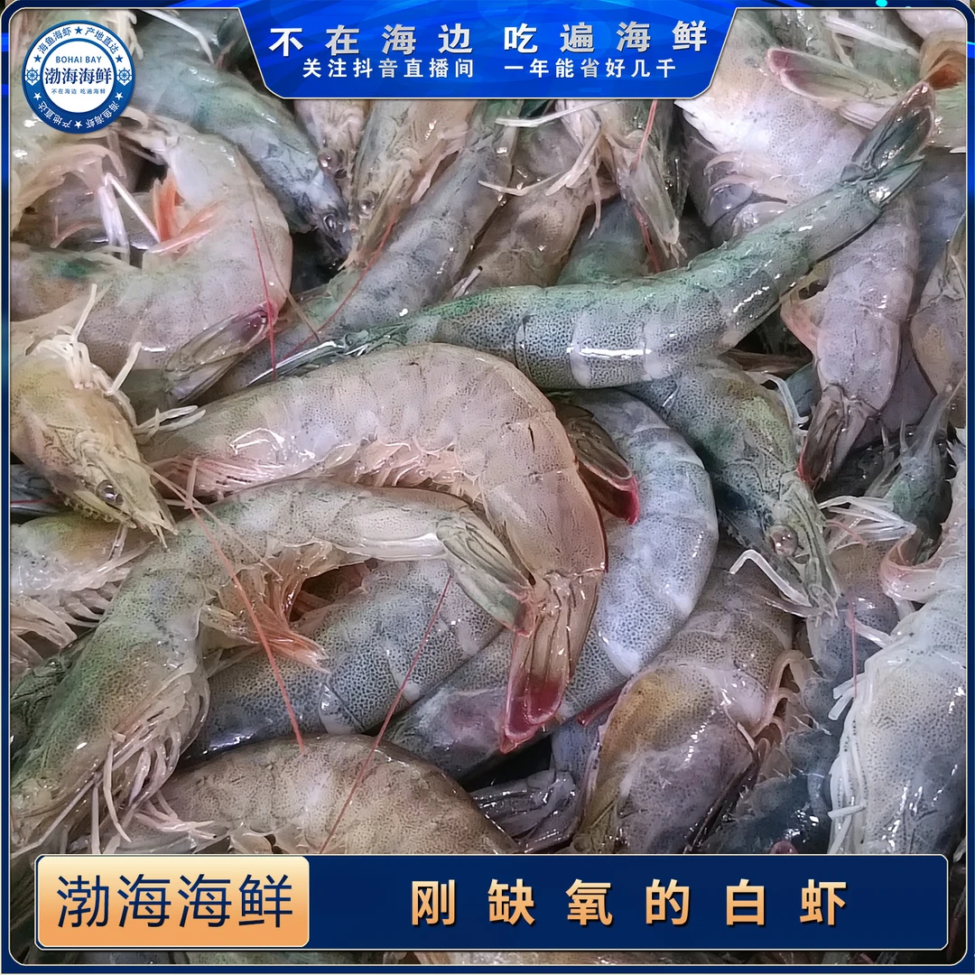 刚气死的白虾100元6斤
