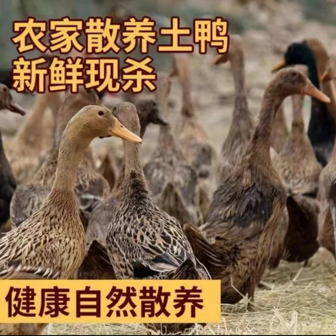 农家仔鸭 现杀 谷物喂养无内脏  净重4斤多 到手2只装
