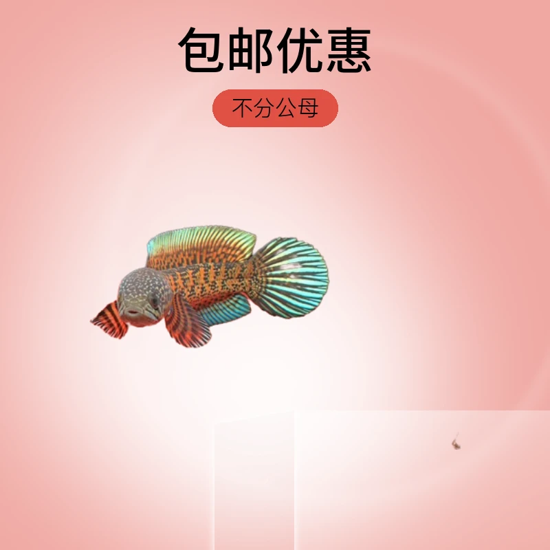 黄金眼睛蛇雷龙鱼眼镜蛇雷龙