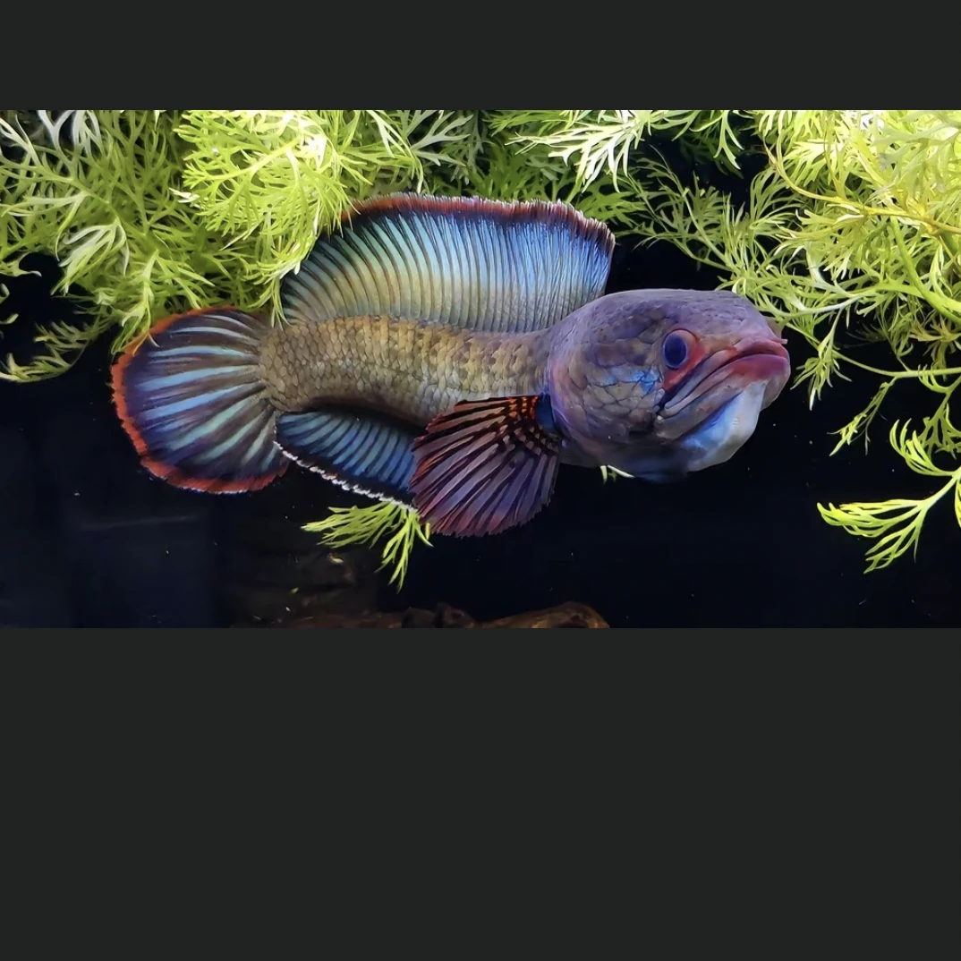 人工酒红雷龙2.5公分左右。 5条一组