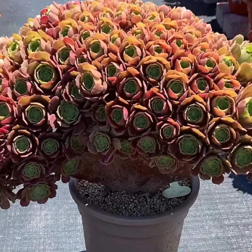 精品多肉法师盆栽美杜莎玫瑰荔枝万圣节品种齐全缀化老桩大棚基地