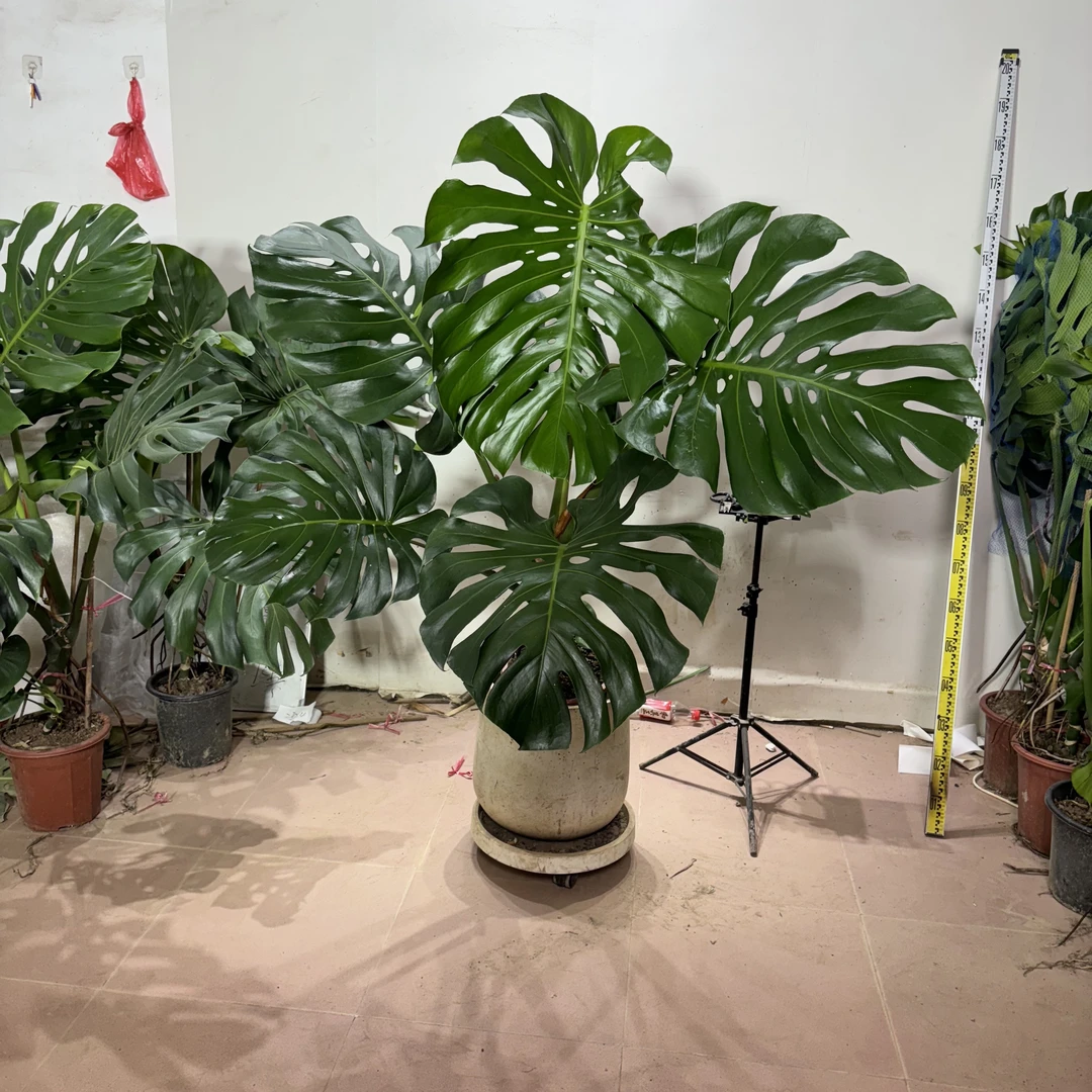 简约风格老桩龟背竹（叶片巨大开裂蹭伤不售后）