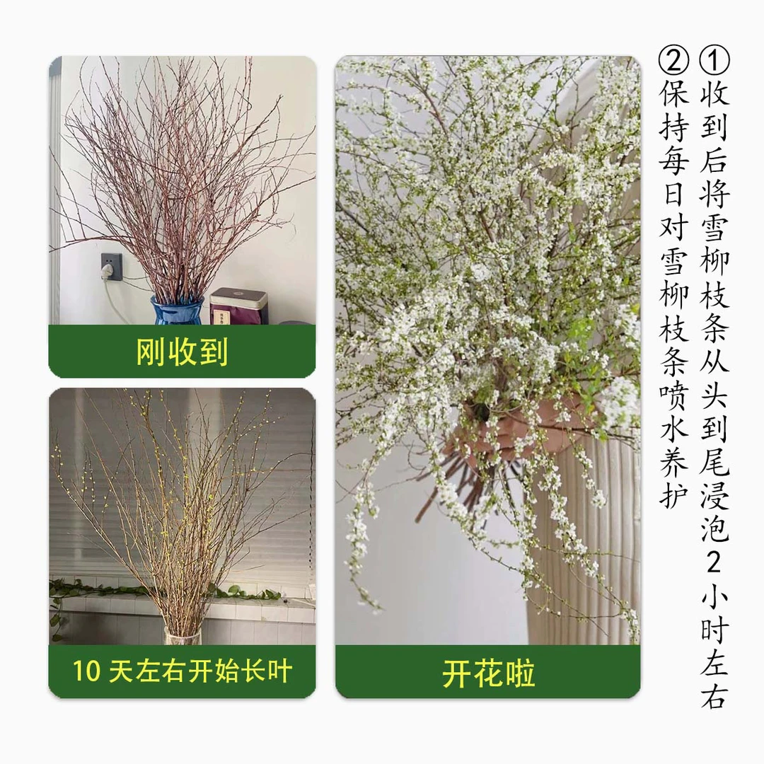 优质雪柳30枝干枝雪柳花期长鲜切网红花材水培发芽开花