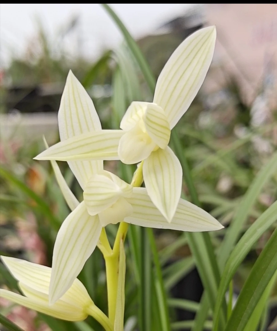 莲瓣兰碧龙玉素。