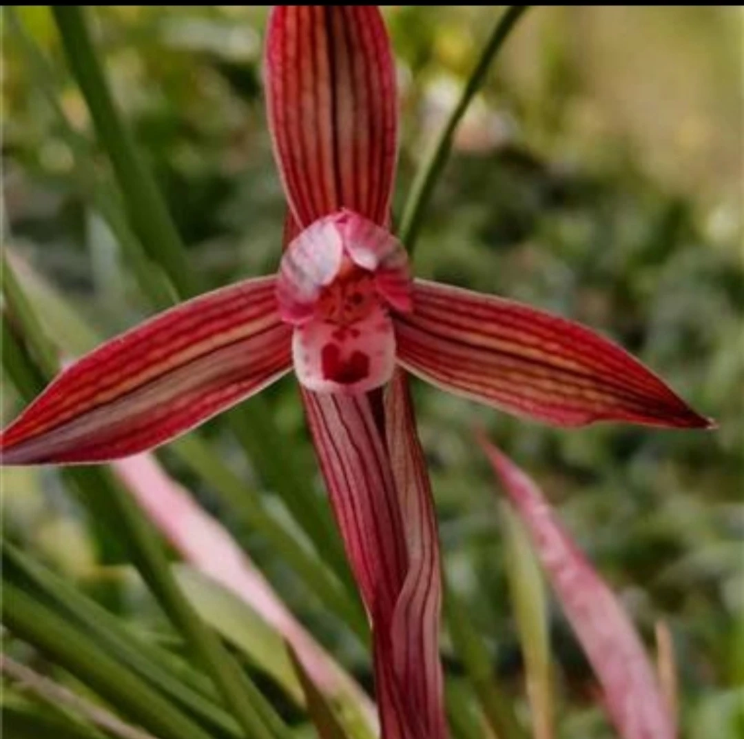 春兰，花品多种多样，清香。