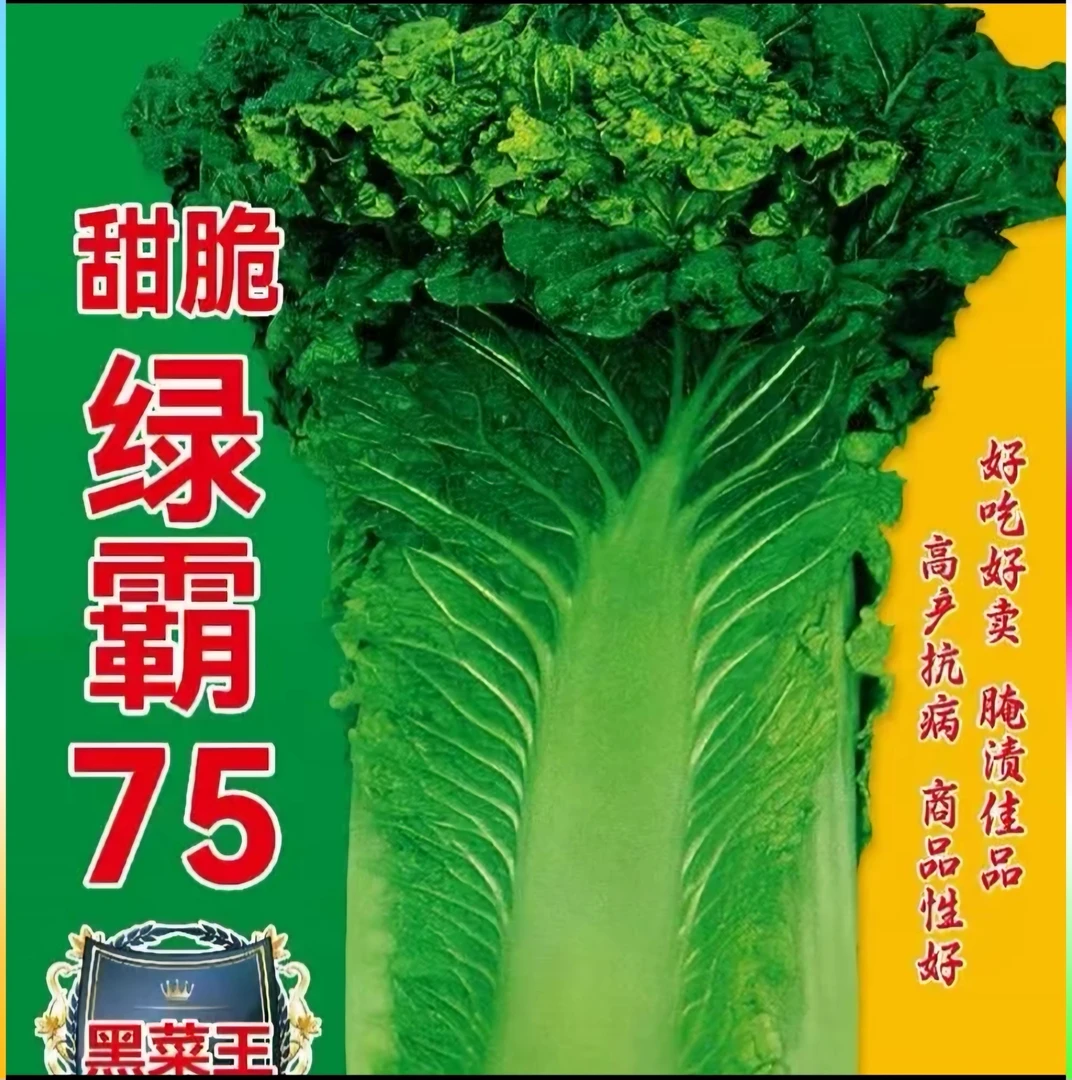 绿霸75青麻叶大白菜
