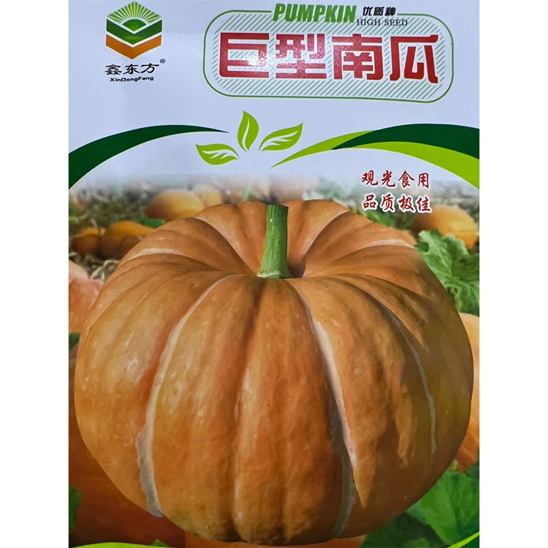 巨型 南瓜 种 子