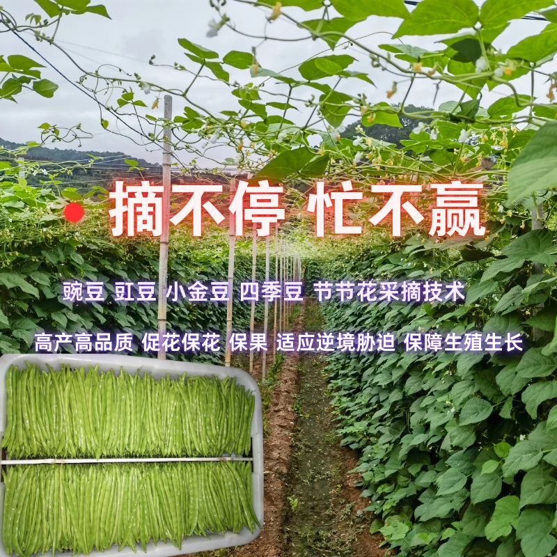 2025新版节节花（豆角专用）全程管理方案管理豆角高产种植技术