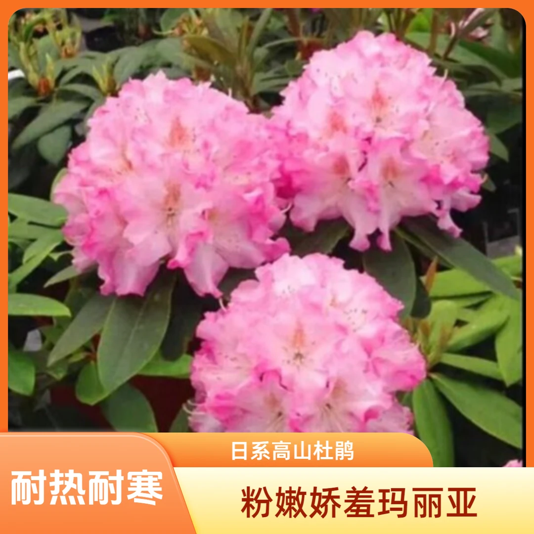 进口高山杜鹃小苗日系品种盆栽庭院地栽观赏花卉耐寒抗热常绿植物
