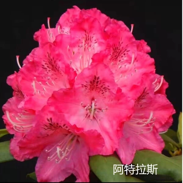 【阿特拉斯】高山杜鹃小苗原盆原土发货盆栽庭院地栽花卉直播专用